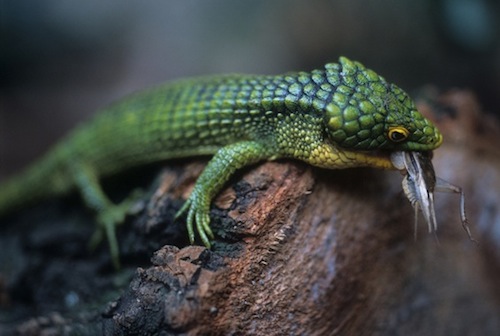 Arboreal alligator lizard for sale - Abronia graminea