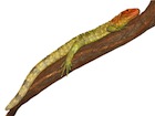 Buy a Caiman lizard