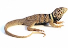 Buy a Desert Collared lizard