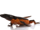 Buy a Flame Belly Girdle Tail lizard