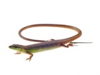 Buy a Long-tailed grass lizard