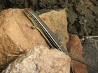 Buy a Yellow Throated Plated lizard