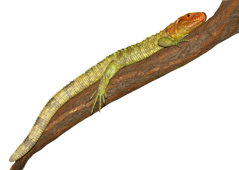 Caiman lizard for sale