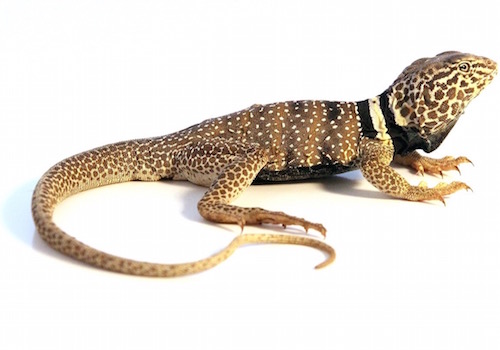 Desert Collared lizard for sale