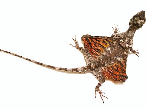 Flying dragon lizard for sale - Draco volans