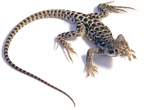 Leopard lizard for sale