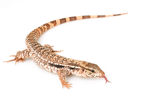 Red Tegu for Sale | Reptiles for Sale