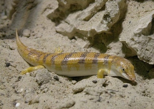 Sandfish lizard for sale