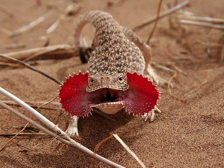 Toad head agama for sale - Phrynocephalus mystaceus