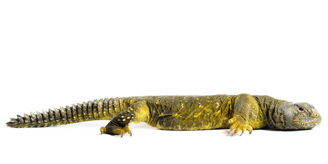 Yellow Niger Uromastyx for sale