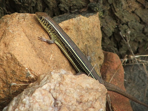 Yellow Throated Plated lizard for sale