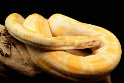 How Much is a Albino Burmese Python?