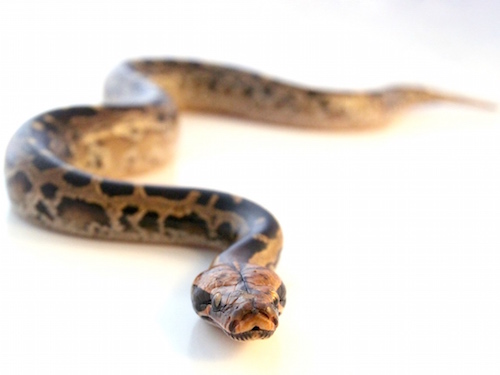 Borneo Blood Python for sale