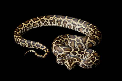 How Much Are Burmese Pythons?