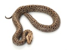 Buy a Granite Burmese python