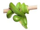 Buy a Green Tree python