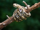 Buy a Tiger Reticulated python