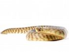 Buy a Woma python