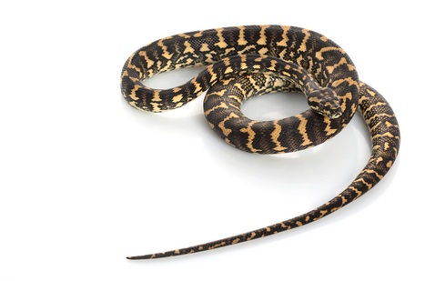 Carpet Python for sale - Morelia spilota