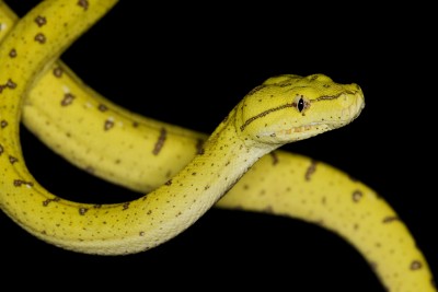 Baby Green Tree Python for sale