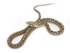 Buy Japanese Kunishiri Rat snake