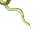 Buy a Red tail green Rat snake