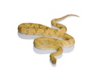 Buy a Transpecos Rat snake