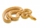Buy a Yellow Rat snake