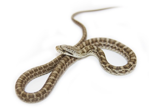 Japanese Kunishri Rat snake for sale - Elaphe climacophora