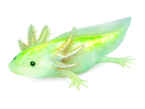 GFP Axolotl for sale - Ambystoma mexicanum