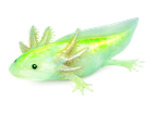 Buy a GFP axolotl