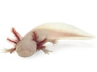 Buy an albino axolotl