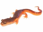 Buy an Ensatina Salamander