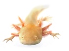 Buy a Golden albino axolotl