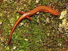 Buy a Southern Two-lined Salamander