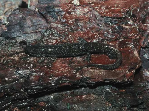 Dusky Salamander for sale
