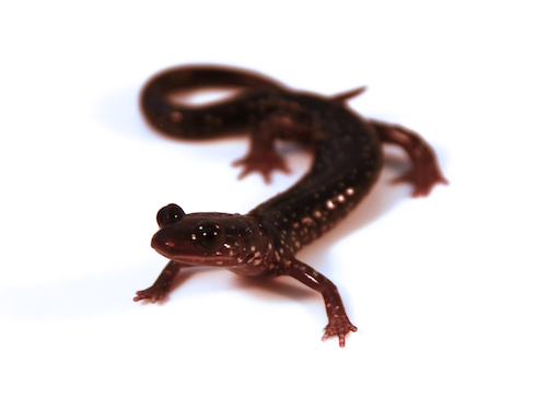 Slimy Salamander for sale
