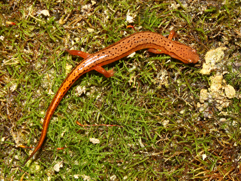 Southern Two-lined Salamander for sale