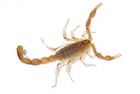 Buy an Arizona Bark Scorpion