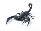 Buy an Asian Forest Scorpion