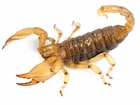 Buy a Burrowing Scorpion