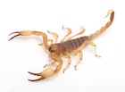 Buy Wahlbergs Burrowing scorpion