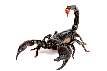 Emperor Scorpion for sale