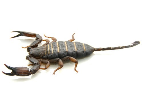 Flat Rock Scorpion for sale - Hadogenes troglodytes