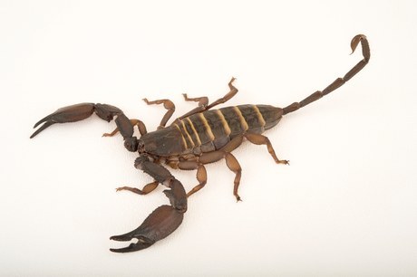 Olive Keeled Flat Rock Scorpion for sale