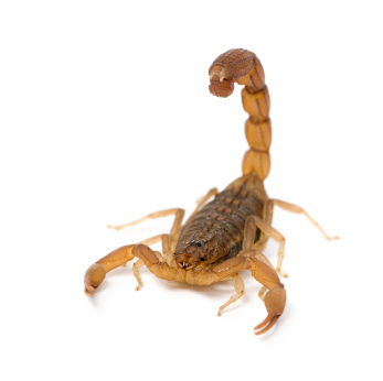 Buy a Three Striped Scorpion