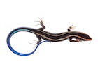 Buy a Blue Tail Skink