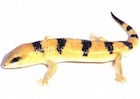 Buy a Peters Banded Skink