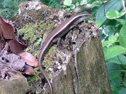 Gold skink for sale