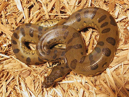 Baby Green Anaconda for sale - Eunectes murinus